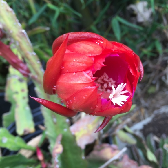 Amazing Orchid Cactus Plant.- Surprise Mixed of Vibrant Colors - Picture 5 of 11